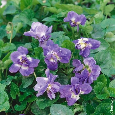 Violettes de Toulouse .